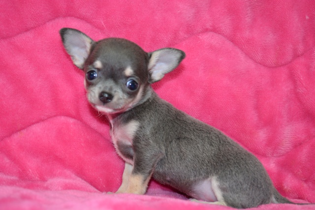 ぴんくぷーどる様 7-30 （2022年 7月の記事一覧 | ドッグサロンオハナ  