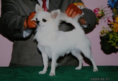 panchi