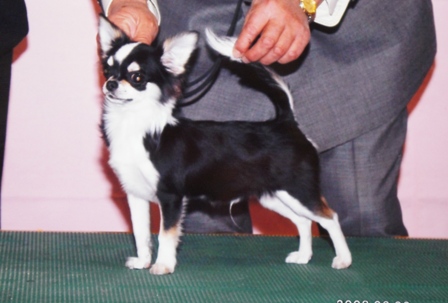 arajin
